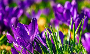 الزعفران – 10 فوائد للعناية بالبشرة