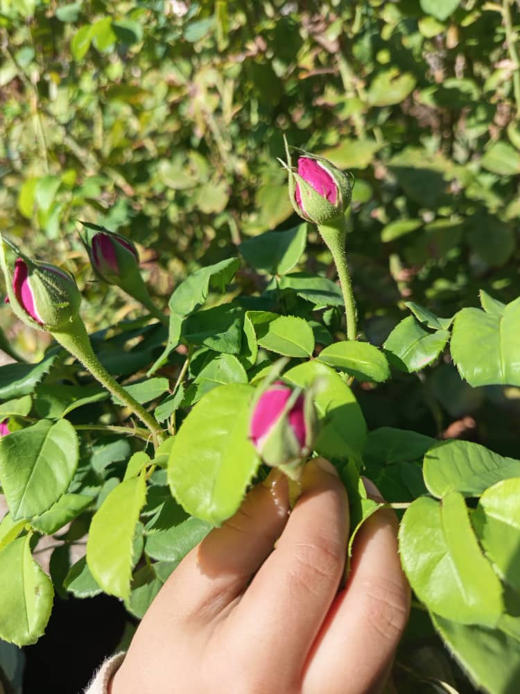 يد تمسك بتله للورد الغني بالفوائد التي تأخذ من ماءه واستخدامها على الشعر