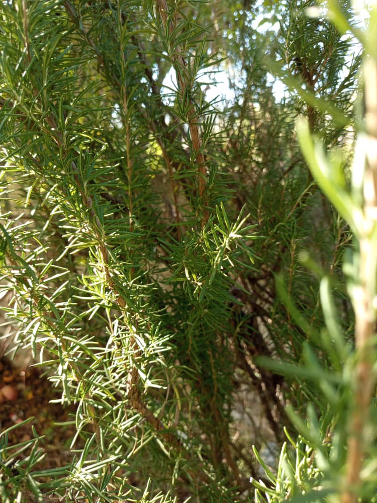 نبتت اكليل الجبل